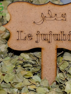 Jujubier