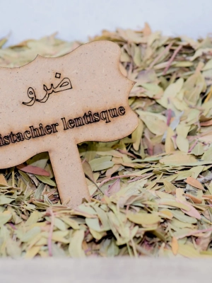 Feuilles de Pistachier Lentisque